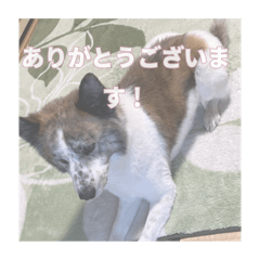 [LINEスタンプ] いぬのちょこさん。2