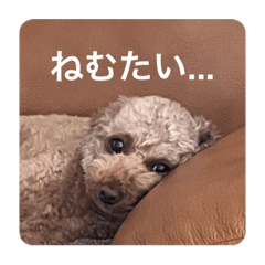 [LINEスタンプ] 日常生活チョコちゃん