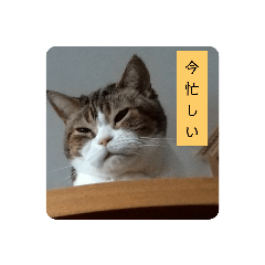 [LINEスタンプ] なんだかなニャンズ①