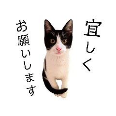 [LINEスタンプ] 【日本ネコスク】街ねこスタンプ！敬語2