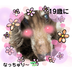 [LINEスタンプ] 長生きダックス