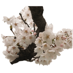 [LINEスタンプ] 桜！桜と春の植物（文字無し）