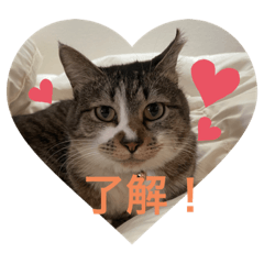 [LINEスタンプ] ミーハー猫  ししゃも②