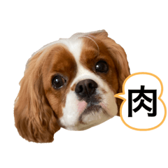 [LINEスタンプ] イッヌスタンプ①