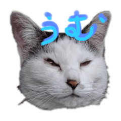 [LINEスタンプ] キツネ目猫のチルコ