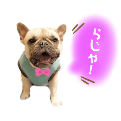 [LINEスタンプ] フレンチブルドッグ ZARAME