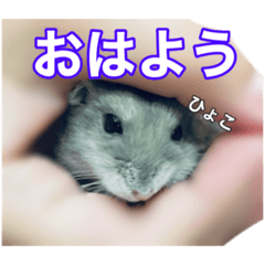 [LINEスタンプ] うちのハムスタースタンプ 日常版