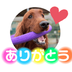 [LINEスタンプ] アイリッシュセターElumo