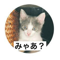 [LINEスタンプ] みゃあみゃあみやぁみやの画像（メイン）