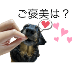 [LINEスタンプ] かわいいダックスフンドちゃんの画像（メイン）