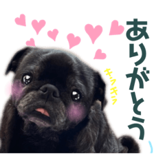 [LINEスタンプ] 黒パグちゃんのスタンプ