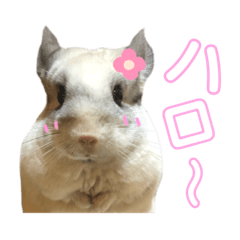 [LINEスタンプ] チンチラのみっちゃん♡