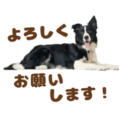 [LINEスタンプ] ボーダーコリーみるくの日常〜犬スタンプ〜