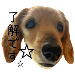 [LINEスタンプ] カレンぷ