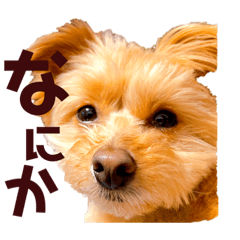 [LINEスタンプ] 無邪気な犬 【うに 】の日常