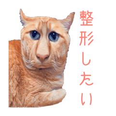 [LINEスタンプ] 実は第二弾