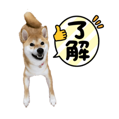 [LINEスタンプ] 柴犬のルルちゃん