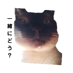 [LINEスタンプ] トンキニーズの猫2