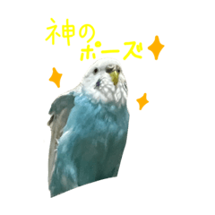 [LINEスタンプ] セキセイインコ（青）のスタンプ 2