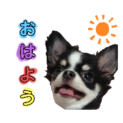 [LINEスタンプ] チワワのコメくん