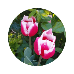 [LINEスタンプ] チューリップ草花植物生物自然菜の花ツツジ