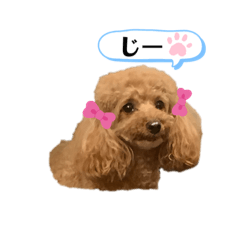 [LINEスタンプ] 大人にも子供にも トイプードルのスタンプ