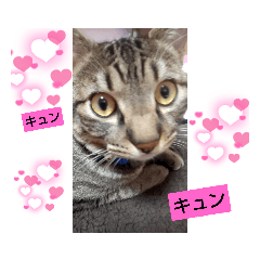 [LINEスタンプ] もか日常生活⑥