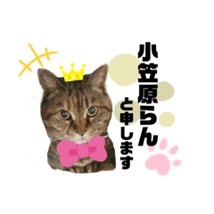 [LINEスタンプ] らんちゃん♡日常