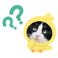 [LINEスタンプ] キャットmaiLOVE