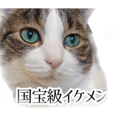 [LINEスタンプ] タルタルイトイト
