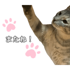 [LINEスタンプ] ざらめちゃんの日常