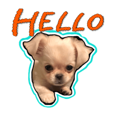 [LINEスタンプ] ペキチワのにこちゃん