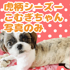 [LINEスタンプ] 虎柄シーズーこむぎちゃん写真のみ