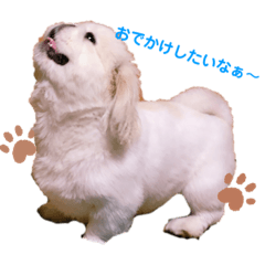 [LINEスタンプ] ペキニーズふうた♡♡2
