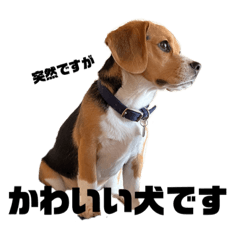 [LINEスタンプ] 突然のかわいい犬