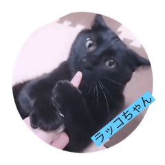 [LINEスタンプ] ツチノコとアザラシとねこーずの日常