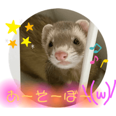 [LINEスタンプ] ぽぽねろたぬきち