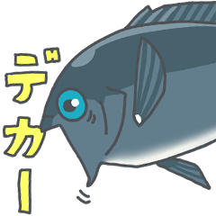 [LINEスタンプ] メジナ（グレ・クロ）釣果ゲキ褒め fix