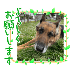 [LINEスタンプ] ジャーマンシェパード 2