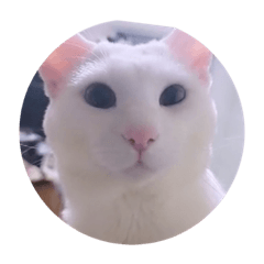 [LINEスタンプ] ガッシーねこーすの日常