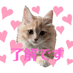 [LINEスタンプ] yukichi's sticker！