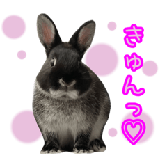 [LINEスタンプ] 黒うさぎのたも丸くんPart2