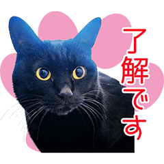 [LINEスタンプ] 黒猫ロイの日常