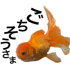 [LINEスタンプ] 金魚好きのスタンプの画像（メイン）