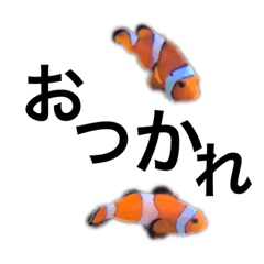 [LINEスタンプ] 海のお魚さんスタンプ