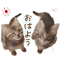 [LINEスタンプ] 凪テトの毎日スタンプ