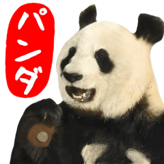 [LINEスタンプ] パンダミーム✨飛び出す！動物園の仲間たちの画像（メイン）