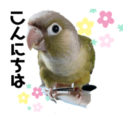 [LINEスタンプ] ウロコインコのビスコちゃん