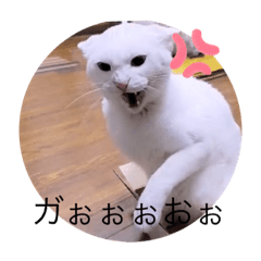 [LINEスタンプ] ガッシーねこーずシリーズ③ハ