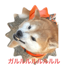 [LINEスタンプ] 柴犬りくちん★2